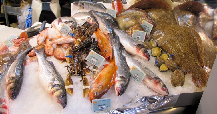 Fearless with Fish